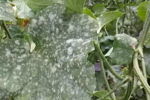 南瓜细菌性角斑病防治揭秘，福尔马林浸种要点插图3