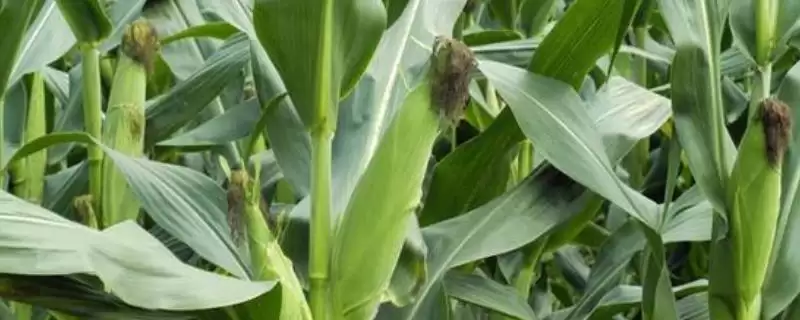 南粤花糯玉米品种登场,春植84-89天生育期受关注-会东网