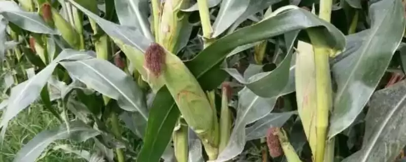 美系玉米品种介绍，4种常见品种特性全解析-会东网