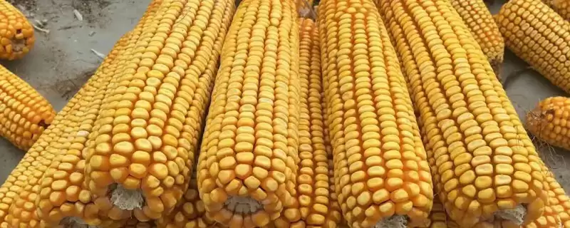 利禾2玉米种子特性曝光，高抗茎腐病特性亮点突出-会东网