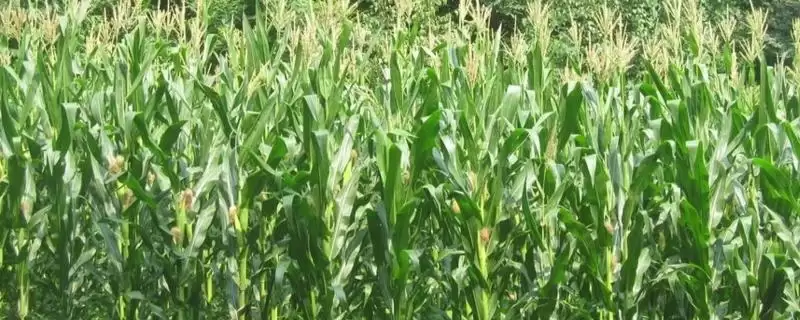 蠡玉29玉米种子上线，中等以上肥力地块种植要点解读-会东网