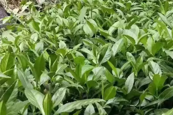草珊瑚种子售卖地曝光，种子店和花木市场有货插图2