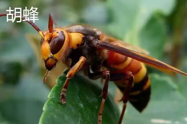细腰蜜蜂品种揭秘，细腰蜂等常见品种受瞩目插图2
