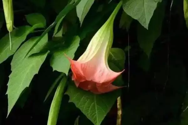 曼陀罗花语揭秘，无间与死亡之爱寓意全解析插图3