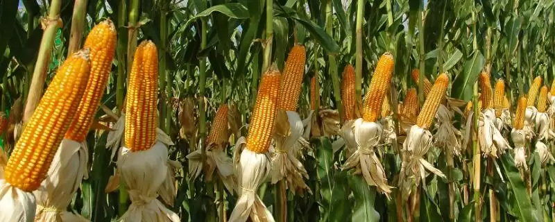 蒙龙504玉米品种特性揭秘，高抗丝黑穗(0.0%HR)优势-会东网