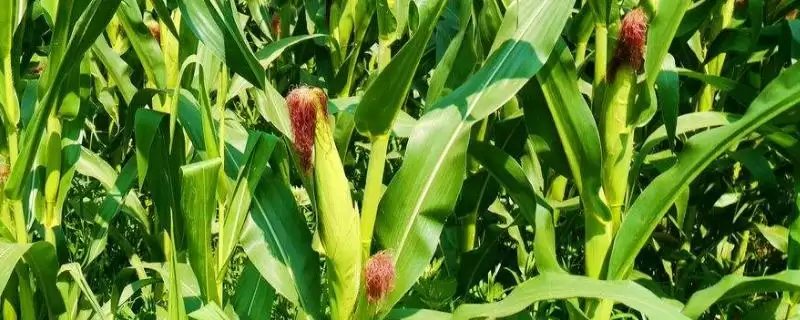 南校969玉米种子特点解析，加强病虫害防治要点-会东网