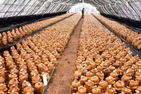 桑黄怎么种植和管理,培养料消毒后接种、养护的要点插图4 桑黄怎么种植和管理,培养料消毒后接种、养护的要点插图4