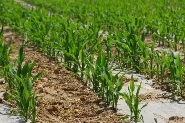 斯达7-15玉米种子特征特性,深入探究其特性插图2 斯达7-15玉米种子特征特性,深入探究其特性插图2
