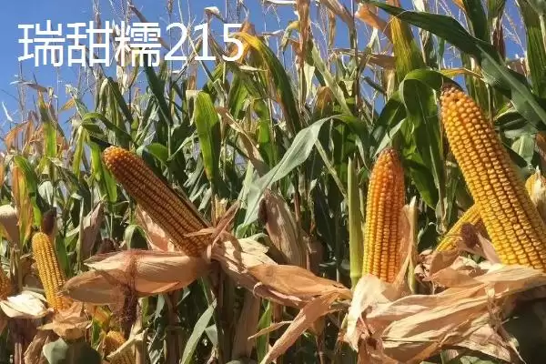 甜糯玉米怎么种植？初春双膜覆盖播种栽培法插图6