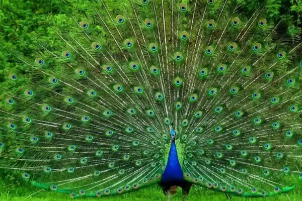 孔雀开屏行为揭秘，求偶目的背后的生物学意义插图1