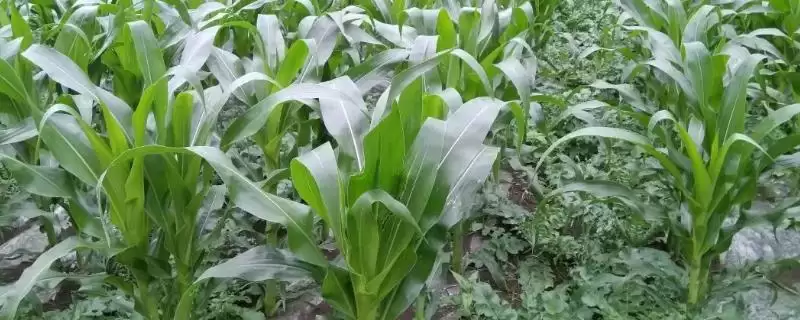 嫩单29玉米种子特点解析，种植密度不宜过大要点-会东网