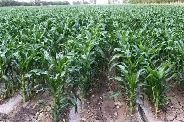 宁玉507玉米种子特征曝光，133天左右平均生育期插图2