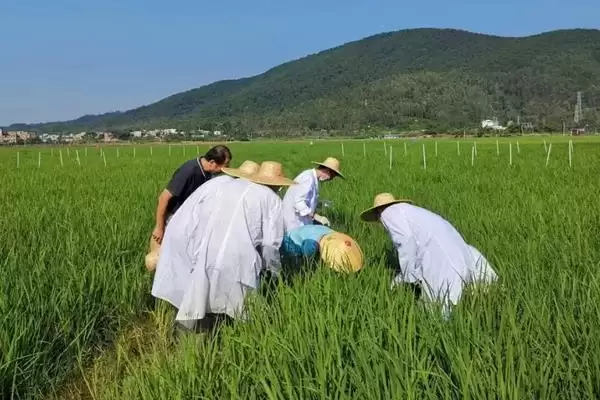 如何正确使用吡嘧磺隆,水稻幼苗期药害及使用要点插图3 如何正确使用吡嘧磺隆,水稻幼苗期药害及使用要点插图3