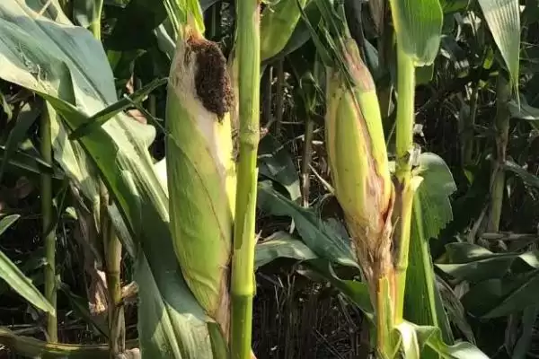 绿泽G20玉米品种登场，5月5-15日适宜播期插图3