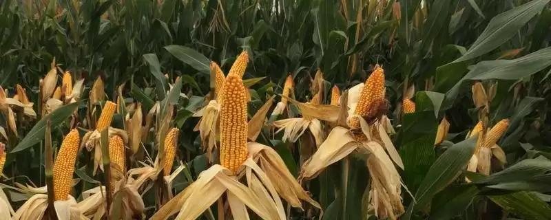 圣瑞16玉米品种特性，高抗瘤黑粉病的强大抗病力-会东网
