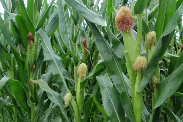 绥科玉702玉米种子介绍，在适应区4月30日左右播种插图1