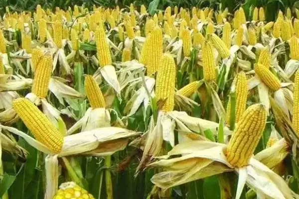 隆丰3102玉米种子登场，基肥施磷酸二铵15千克要点公布插图2