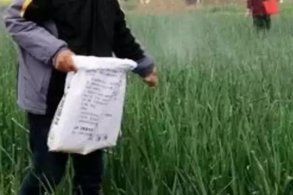 镁肥对植物作用揭秘，助力作物增产效果显著插图3