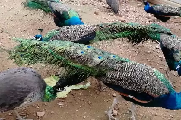 孔雀开屏行为揭秘，求偶目的背后的生物学意义插图2