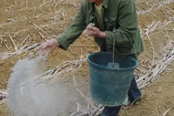 农业酵素菌肥制作有招,红糖果蔬叶兑水装瓶即制成插图3 农业酵素菌肥制作有招,红糖果蔬叶兑水装瓶即制成插图3