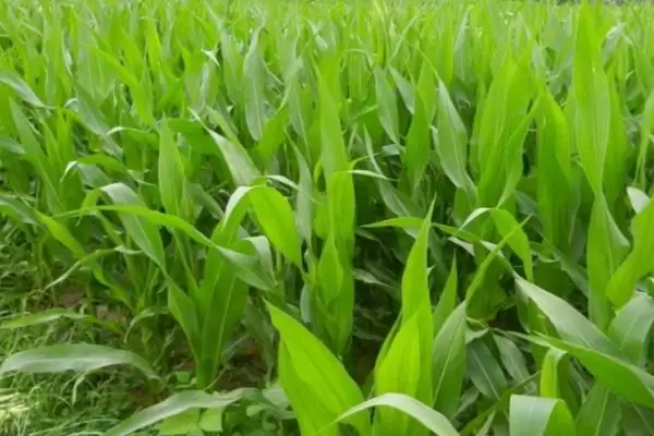 兰翔5号玉米种子上线，中抗茎腐病特性要点公布插图2