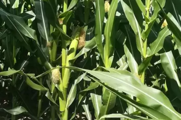 龙生3号玉米种子登场,麦收后及时播种要点公布插图3 龙生3号玉米种子登场,麦收后及时播种要点公布插图3