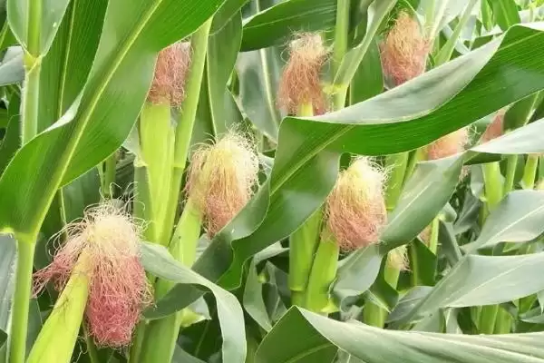 瑞秋33玉米种子介绍，中抗茎腐病能力体现插图1