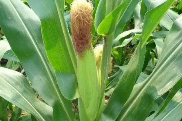 雷单198玉米种子上线,中抗茎腐病特性要点公布插图3 雷单198玉米种子上线,中抗茎腐病特性要点公布插图3