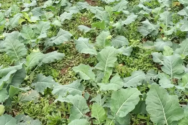 苤蓝怎么种植?如今种植的人为何比较少插图2 苤蓝怎么种植?如今种植的人为何比较少插图2