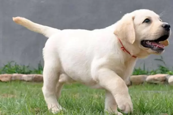 拉布拉多幼犬饲养指南，少量多餐喂食原则要点解读插图7