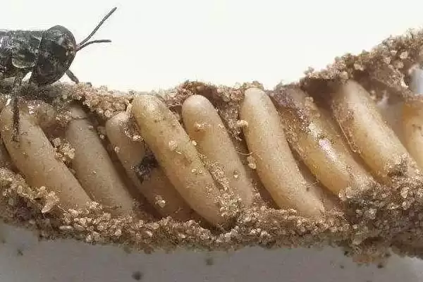 蚂蚱食草种类揭秘，只食禾本科草本植物要点插图2