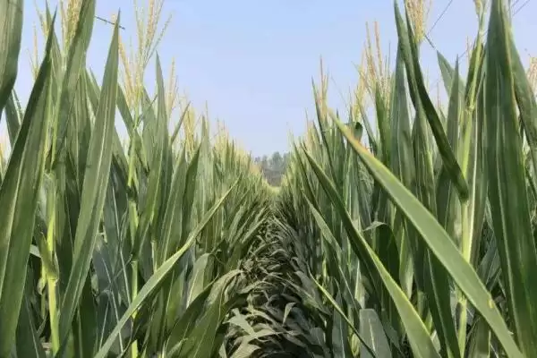 水金玉8号（试验名称：水金玉8号）玉米品种简介，发挥丰产潜力的要点插图1