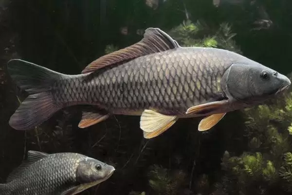 气温下降鲤鱼吃什么味型的饵料，甜饵及腥饵的选择依据插图1