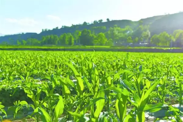 农村小投资高利润生意曝光，废品回收等项目受青睐插图5