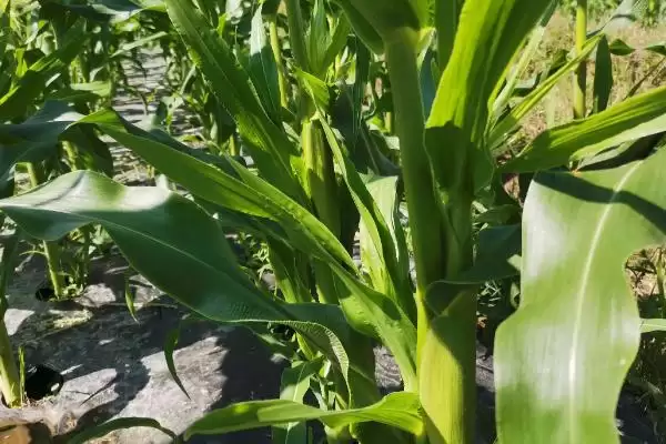 龙牧7号玉米种子亮相，4月30日左右播种时间公布插图2