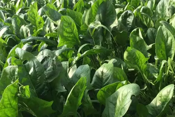 立秋后农作物种植揭秘，油菜、红菜苔、萝卜等推荐解读插图5
