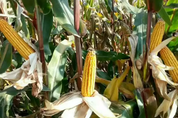 利单638玉米种子登场，5月上旬适宜播期公布插图2