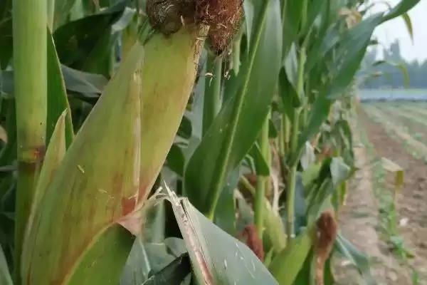 珺玉99玉米品种登场，6月上中旬播种期公布插图2