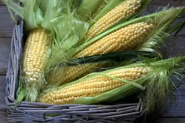 农博1号玉米品种亮相，高抗大斑病优势凸显插图3