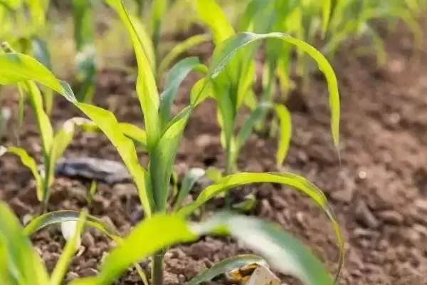 蒙龙213玉米种子特征曝光,134.8天出苗至成熟期插图3 蒙龙213玉米种子特征曝光,134.8天出苗至成熟期插图3