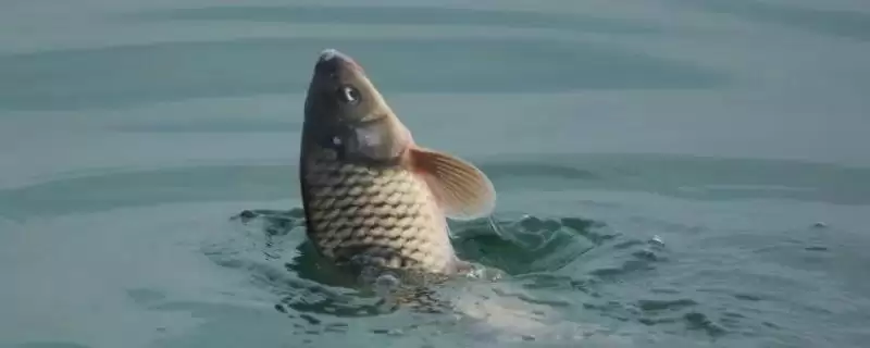 水库钓鲤鱼的实用饵料，冬季用荤饵夏季用素饵的选择依据-会东网