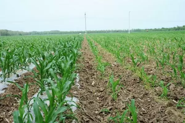 京科528玉米种子登场，种植密度4000株／亩为宜要点公布插图3