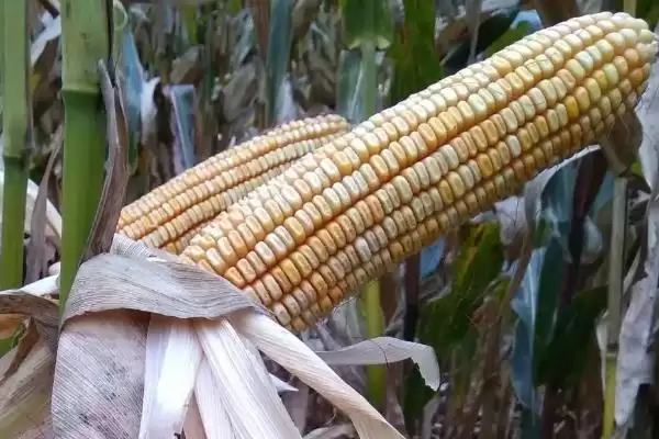 太玉969玉米种子有啥特点?适宜播期4-5月初插图1 太玉969玉米种子有啥特点?适宜播期4-5月初插图1