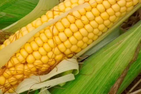 绵单904玉米种登场,春播137.5天平均生育期插图1 绵单904玉米种登场,春播137.5天平均生育期插图1