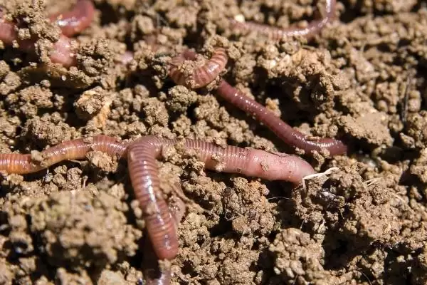 开春后钓鱼时间揭秘,温度、气压等指标影响分析插图4 开春后钓鱼时间揭秘,温度、气压等指标影响分析插图4