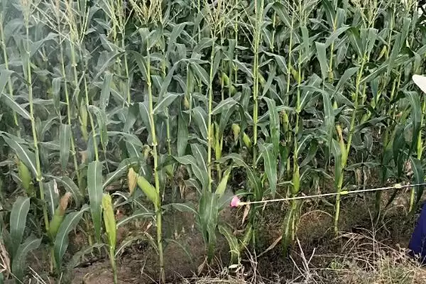 密甜糯1号玉米品种登场，合理安排播期要点解读插图2