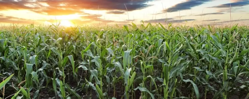 京农科737玉米品种特性揭秘，4月下旬至5月上旬播种时间公布-会东网
