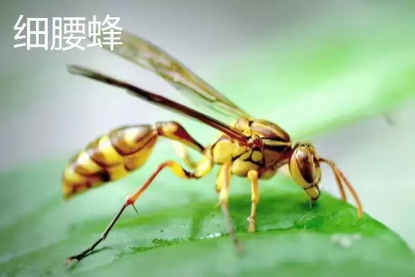 细腰蜜蜂品种揭秘，细腰蜂等常见品种受瞩目插图1