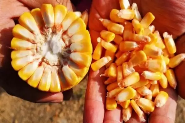 林新2号玉米种亮相，防治病虫鼠要点全面解读插图2