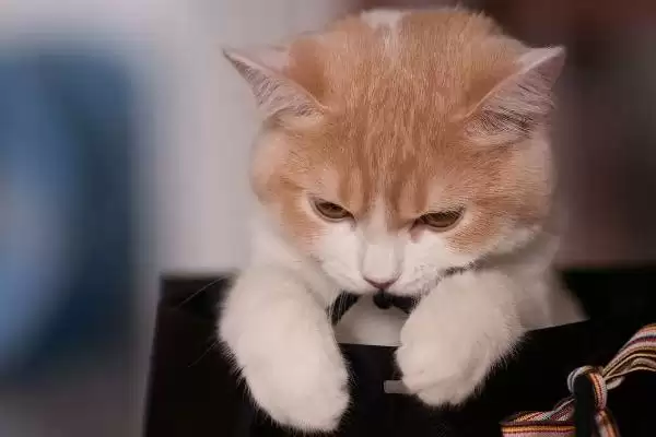 猫咪心肌肥大症危害揭秘，或致猫咪猝死风险解析插图2